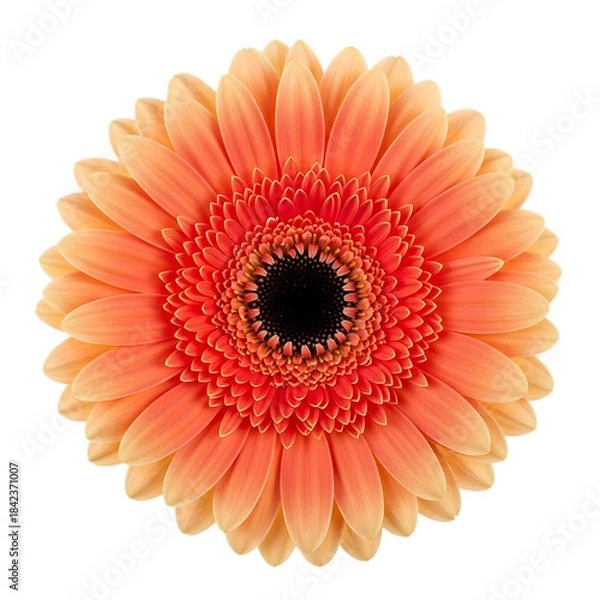 Obraz Vibrant orange gerbera daisy flower isolated on transparent background with delicate petals and dark center