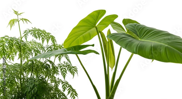 Obraz Tropical plants with large green leaves isolated on transparent background