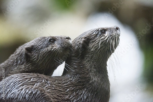 Obraz otter pair