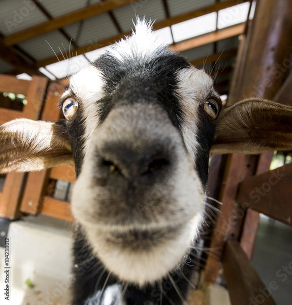 Obraz farm goat