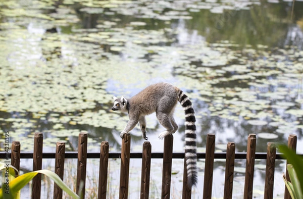 Obraz lemur walking