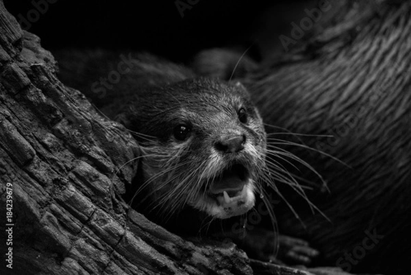 Obraz otter yawning
