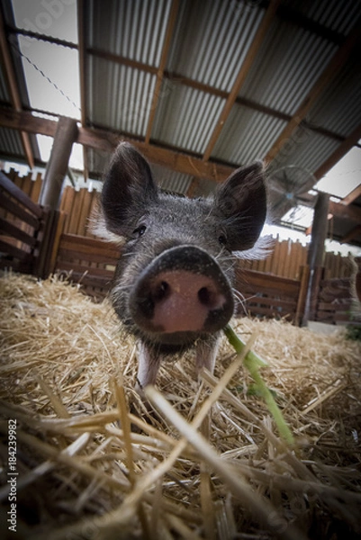 Obraz farm pig