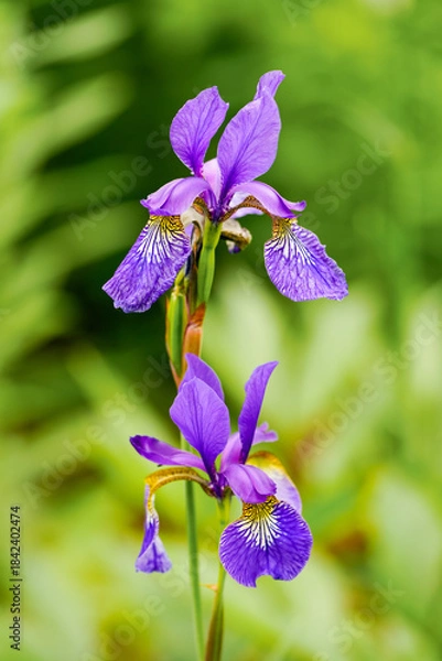 Obraz Purple lily blossoms. Close-up of a flowering plant.
