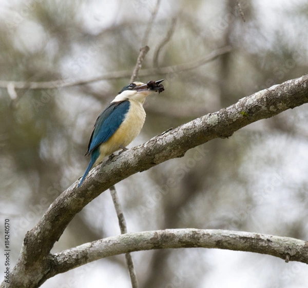 Obraz kingfisher eating