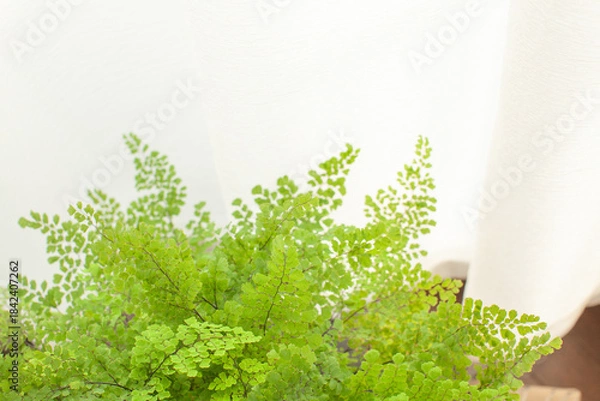 Obraz 窓辺の観葉植物