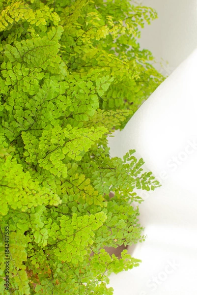 Obraz 窓辺の観葉植物