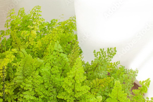 Obraz 窓辺の観葉植物