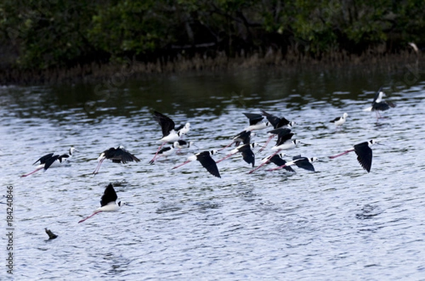Obraz Black winged stilt