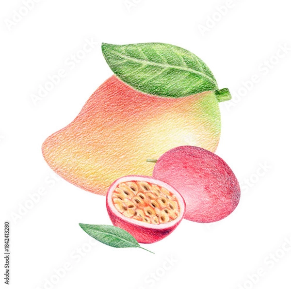 Fototapeta Hand-drawn tropical botanical illustration of mango, whole and half passion fruit isolated on white. Colored pencil and watercolor summer exotic composition for packaging, textile prints, juice labels