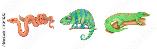 Fototapeta Watercolor illustration set with Madagascar reptiles: snake, chameleon and gecko. Tropical boa and lizards isolated on white. Exotic animals clip art for kids designs, educational projects or prints.