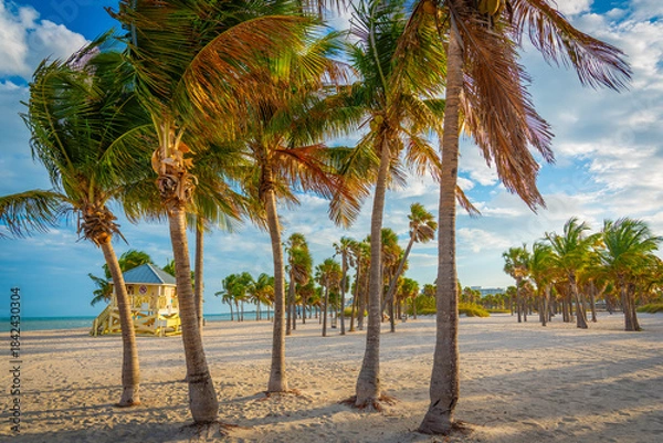 Fototapeta Palm trees in Crandon Park at sunset