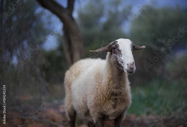 Fototapeta Sheep before dawn in Olive Grove
