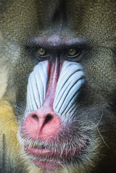 Obraz mandrill