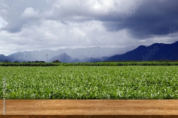 Obraz corn field and blue sky