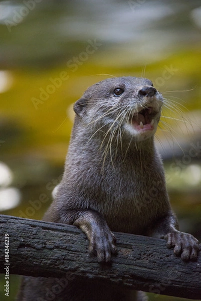 Obraz otter excited for play