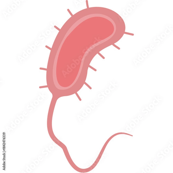 Obraz Vibrio cholerae illustration