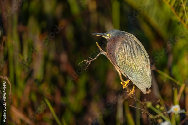 Obraz great blue heron
