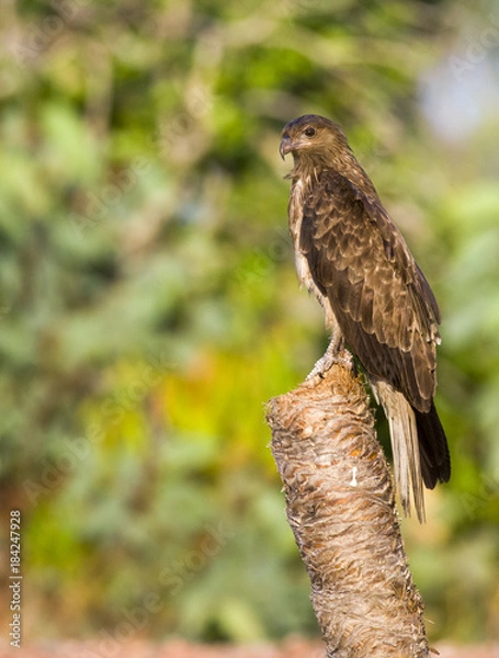 Obraz Whistling kite