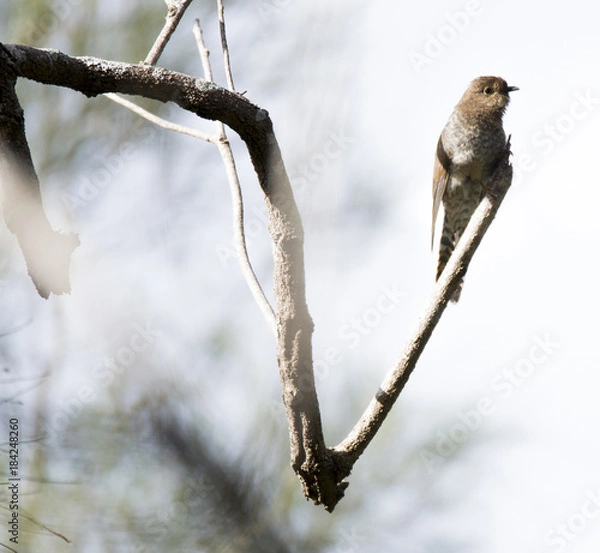 Obraz little brown bird