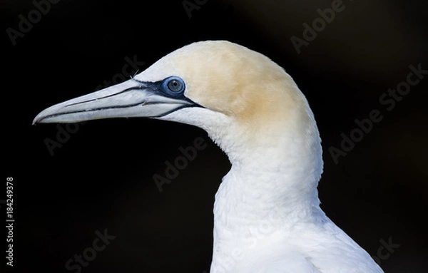Obraz Gannet