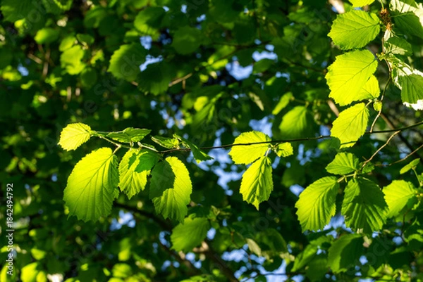 Obraz Green leaves on Corylus avellana or Corylus maxima hazelnut tree branch in sunlight, creating lively contrast against blurred backdrop of blue sky and more foliage