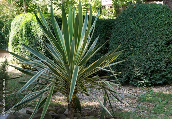 Obraz Striking Striped Yucca gloriosa Variegata stands tall in sunny garden, its long green and yellow-striped leaves creating vibrant contrast against lush hedges
