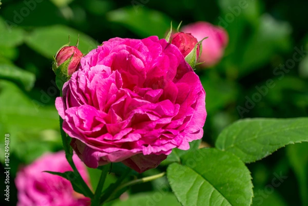 Obraz Beautiful pink rose in full bloom, surrounded by lush green leaves and accompanied by two small rose buds, exuding freshness and vitality