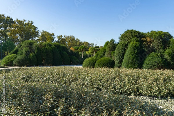 Obraz Topiary trimmed Yew Taxus baccata (English yew), surrounded by dense neatly trimmed silverberry, or wolf-willow (Elaeagnus commutata) hedges in landscape city park Krasnodar or 'Galitsky park'