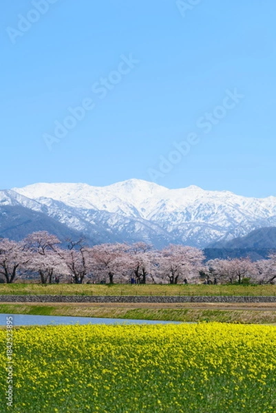 Fototapeta 春の四重奏で知られる、舟川べり桜並木。朝日、富山、日本。４月上旬。