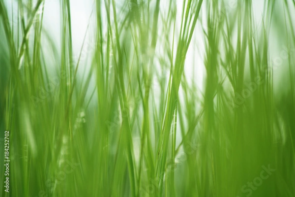 Obraz Textured green grass background