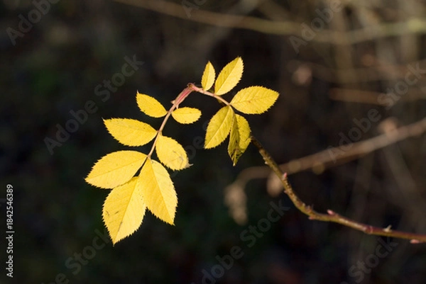 Fototapeta Herbstlaub 6