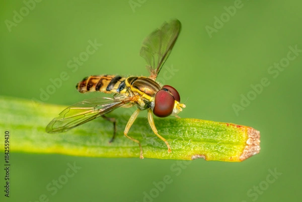 Fototapeta Small hoverfly resting on a blade of grass with blurred green background