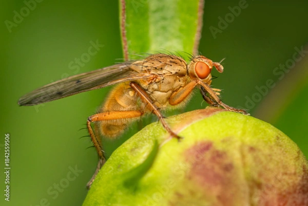 Fototapeta Scathophaga fly drinking nectar on a peoni buton on an early spring evening with green blurred background