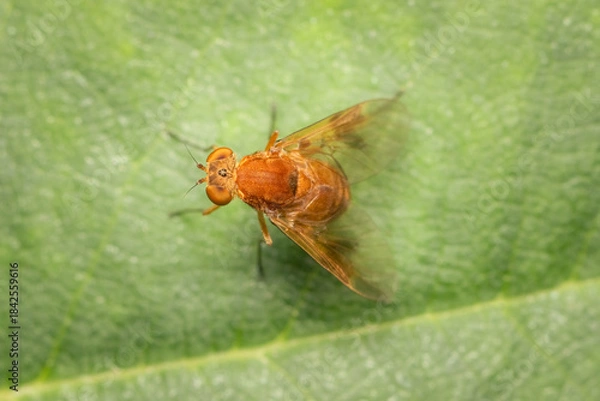 Fototapeta Top view on a Quadrate Snipe Fly standing on a green leaf on a summer afternoon