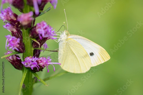 Fototapeta Small White Butterfly gathering nectar on a pink liatris flower during a summer afterrnoon