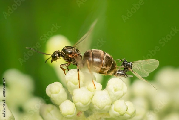 Fototapeta Couple of ant mating while female flaps its wings and its just about to fly away under a green blurred background