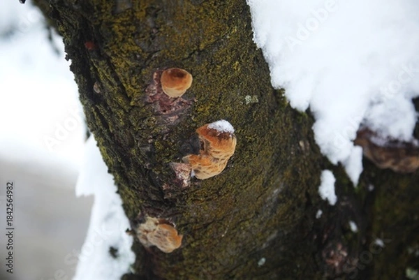 Obraz Snowy tree trunk.