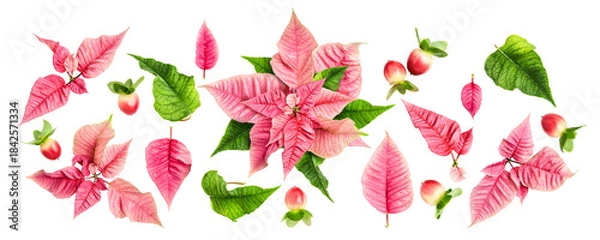 Obraz Pink poinsettia leaves and red berries collection banner. Flat lay photography isolated.PNG without shadow. Modern christmas festive design. Eco style. Flat lay, top view .