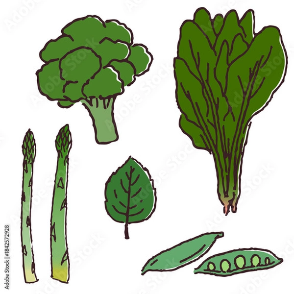 Obraz 手描きの野菜セット　緑色の野菜