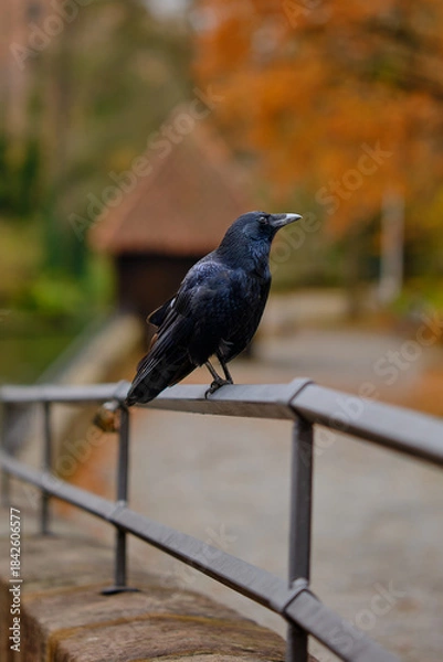 Obraz Rabe auf Geländer 