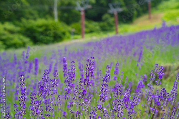 Obraz 野尻湖テラス　ラベンダー園