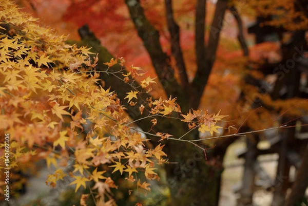 Obraz Bright red maple leaves. The foliage turns brilliant shades of crimson as the weather cools