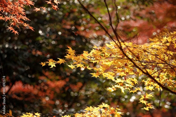 Obraz Branches filled with bright red maple leaves create a striking contrast against the sky