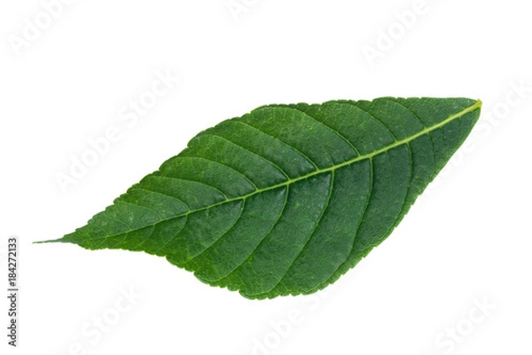 Obraz chestnut leaf