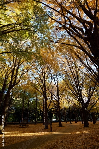 Obraz 東京, 上野恩賜公園のいちょう並木
