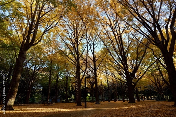 Obraz 東京, 上野恩賜公園のいちょう並木
