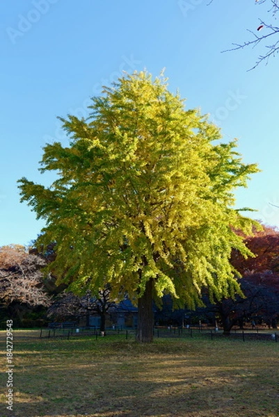 Obraz 東京, 上野恩賜公園のいちょう並木
