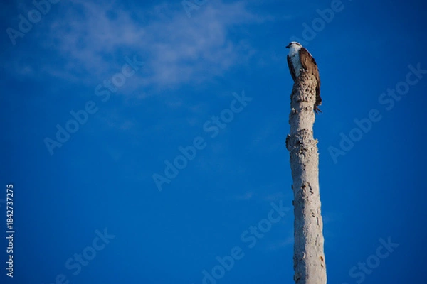 Obraz Osprey Bird Perched On Tall Weathered Pole Against Clear Blue Sky. Solitary bird sits atop a tall, rough-textured pole with a vivid blue sky backdrop. The scene evokes solitude, resilience, and the co