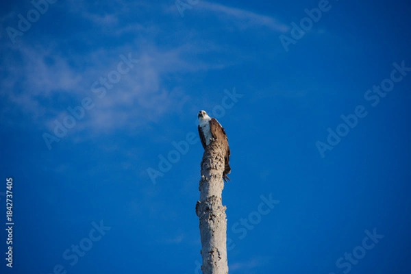 Obraz Osprey Bird Perched On Tall Weathered Pole Against Clear Blue Sky. Solitary bird sits atop a tall, rough-textured pole with a vivid blue sky backdrop. The scene evokes solitude, resilience, and the co